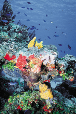 Tauchen im Korallenriff in Mexiko